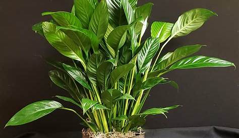 Philodendron Plant Care and Growing Guide