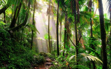 Why Visiting a Rainforest Might Just Save the World HuffPost Impact
