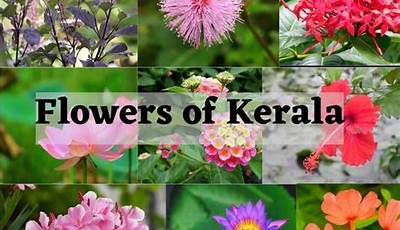 Plants In Kerala Names