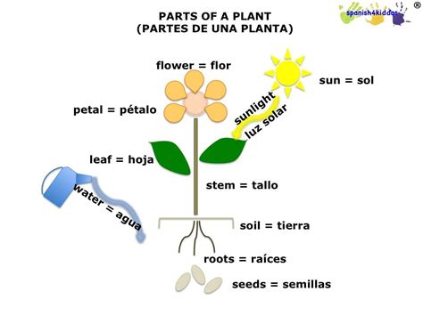 Plants In Spanish: A Comprehensive Guide For Beginners