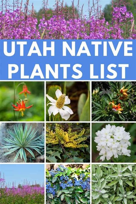 5 Common Utah Wildflowers Natural History Museum of Utah