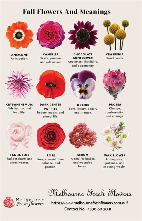 Rose Color Meanings, Flower Meanings Chart, Plant Meanings, Flower