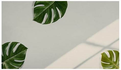 Plants Minimalist Wallpaper Aesthetic Pastel Desktop Plant s Cave
