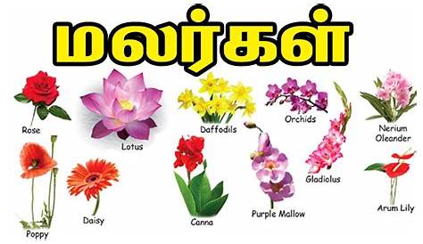 Flowers Name In Tamil And English in 2020 (With images