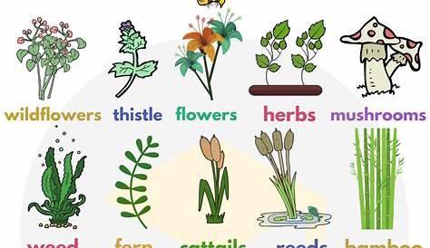 Plants Name In English Types Of 20 Different Types Of
