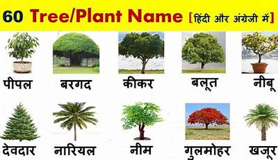 Plants Name In Hindi And English