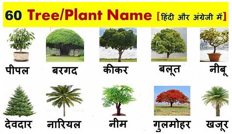 Plants Name In Hindi With Pictures Flowers Chart Sanskrit And English Flowers