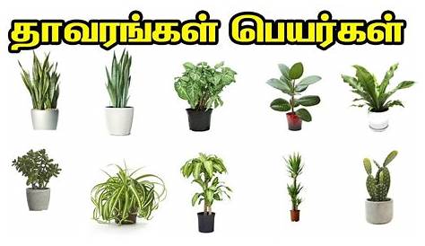 Plants Name In Tamil Herbal