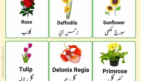 Plants Name In Urdu And English Vegetables s List With Meanings ILmrary