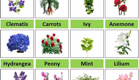 Plants Vocabulary. 7 E S L