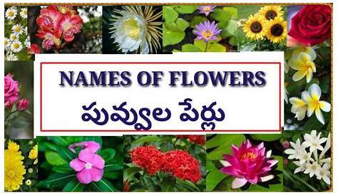 Flowers names in Telugu and English YouTube