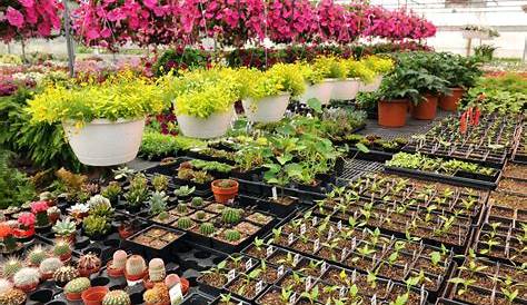 Plants Nursery Hd Images Nature, Flowers, Garden, Landscape Wallpapers HD / Desktop