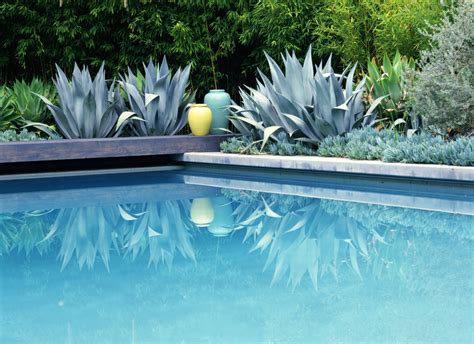 The Top 10 Plants to Plant around a Pool (and What not to Plant) Pool