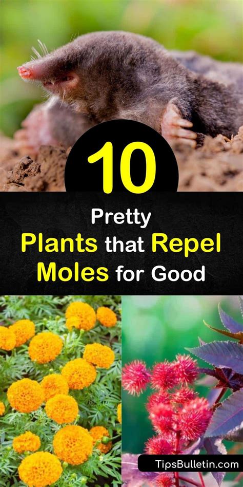 10 Pretty Plants that Repel Moles for Good