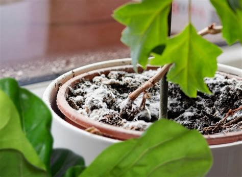 Kill mold on house plants Equal parts water and vinegar into clean