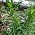 plants that look like horseweed