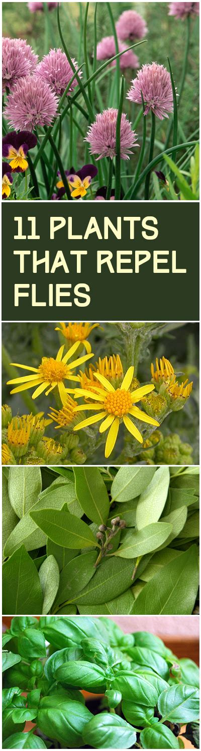 8 Herbs and plants that repels flies Flies Naturally (With images