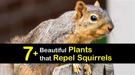 The Best Rabbit Repellent Plants Check Out These Plants That Repel