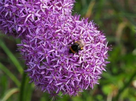 15 Perfect Plants to Repel Wasps From Your Lawn and Garden