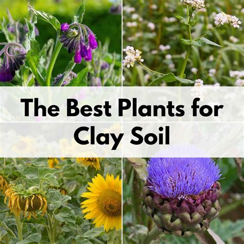 Plants That Thrive in Clay Soil HGTV