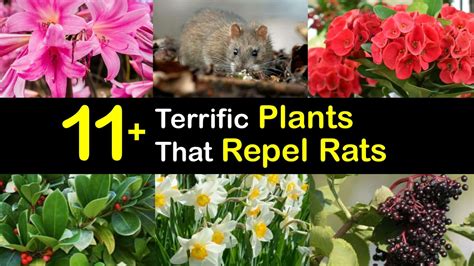 Plants That Deter Rats Plants BA