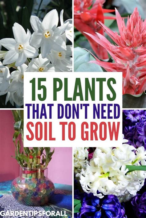 8 Plants Without Soil You Can Grow at Home Bob Vila