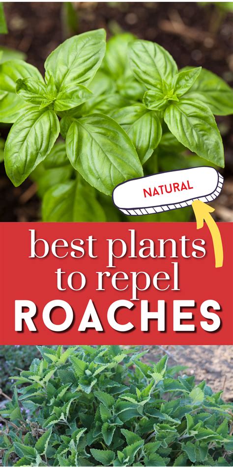 What Plants Repel or Kill Roaches? Pest Control FAQ