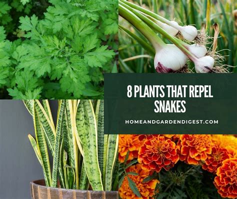 plantsrepelsnakes Plants, Snake repellant plants, Snake repellant