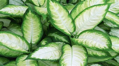 Plants With Green & White Leaves Garden Guides