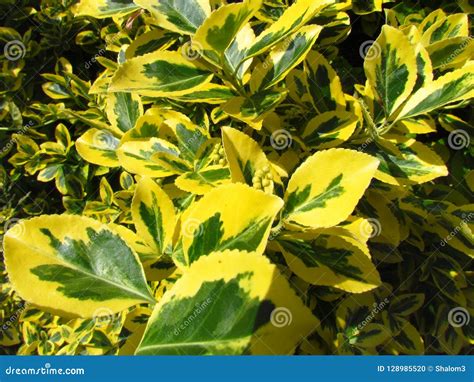 26 Inspirational Indoor Plant With Yellow And Green Leaves garden plants