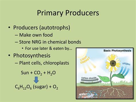 Plants Are Primary Producers