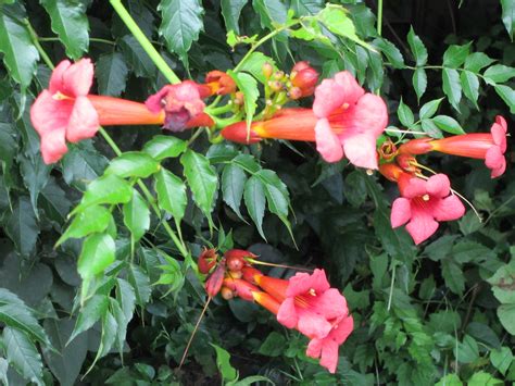 plants climbing vine red trumpet flowers