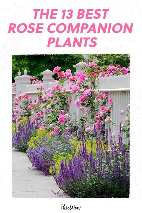 plants compatible with roses