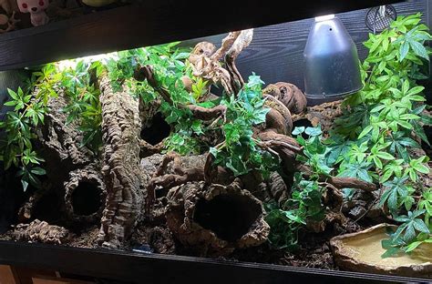 Plants For Ball Python Enclosure