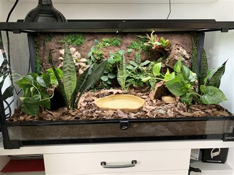 Plants For Ball Python Vivarium