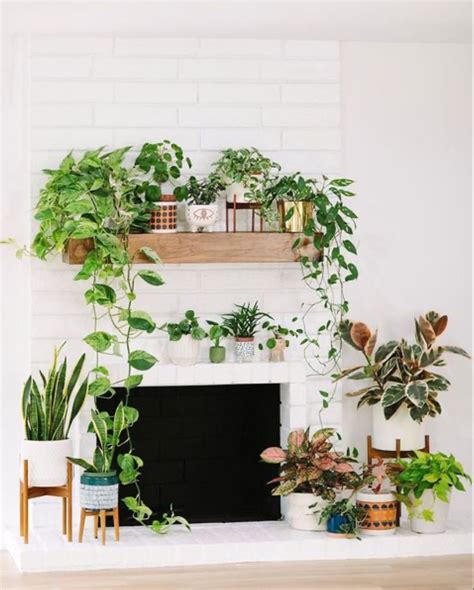 Plants For Mantle