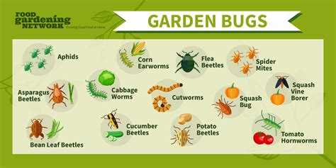 plants for pest control in vegetable garden