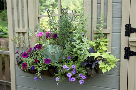 Plants For Planter Box