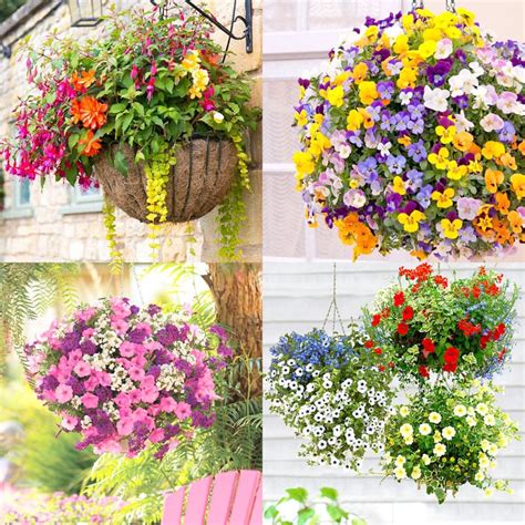 Plants For Pots & Hanging Baskets