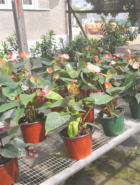 Plants For Sale Kingston