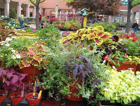 plants for sale ohio