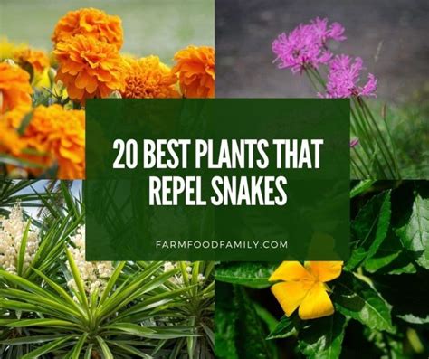 plants for snake repellent