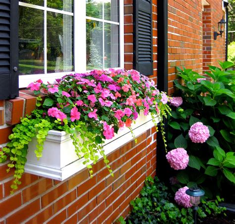 Plants For Window Boxes
