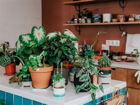 Plants For Windowless Office