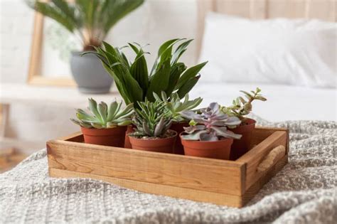 Nice Smelling House Plants. How to Make Your Home Smell