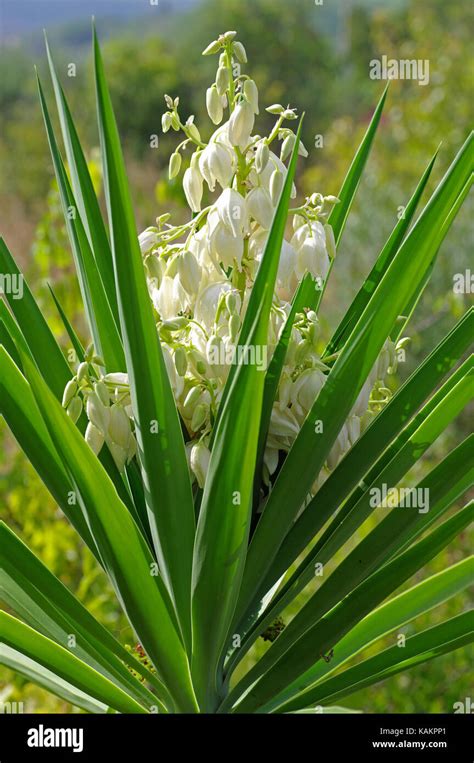 plants in the asparagaceae family