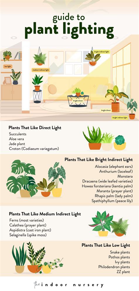 Plants Light Requirements