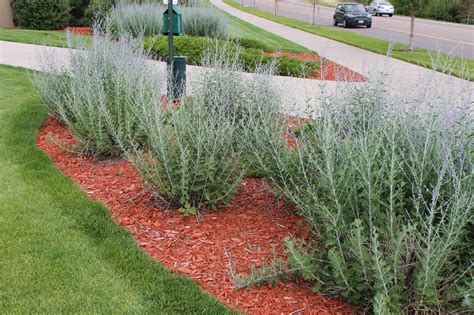 plants similar to russian sage