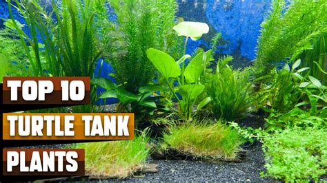 Plants Suitable For Turtle Tank