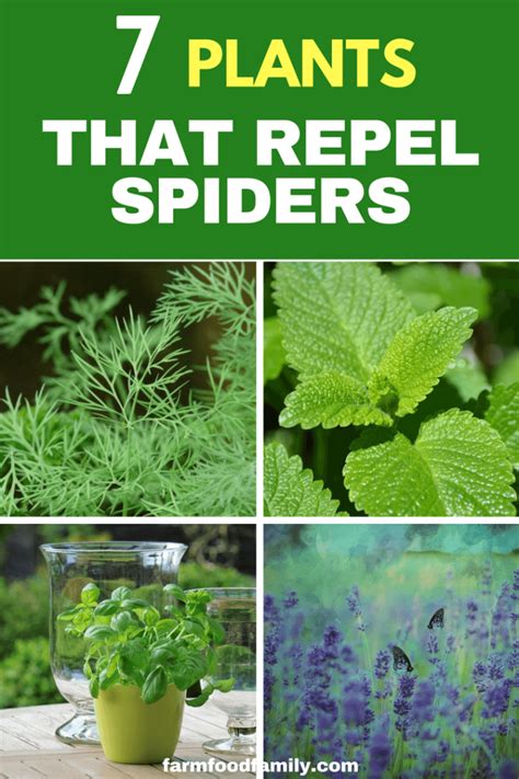 Natural Spider Repellents 7 Plants That Repel Spiders Farm.Food